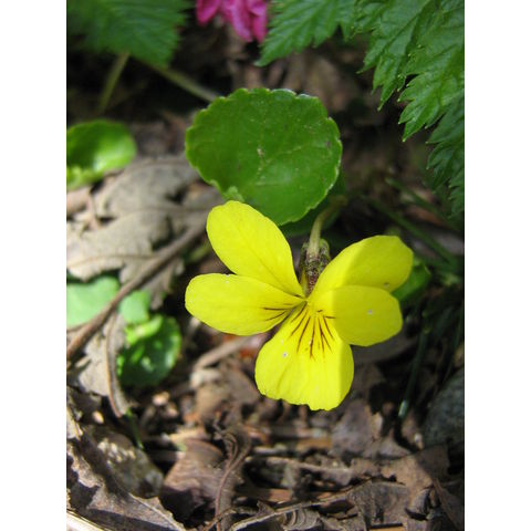 Viola sp.