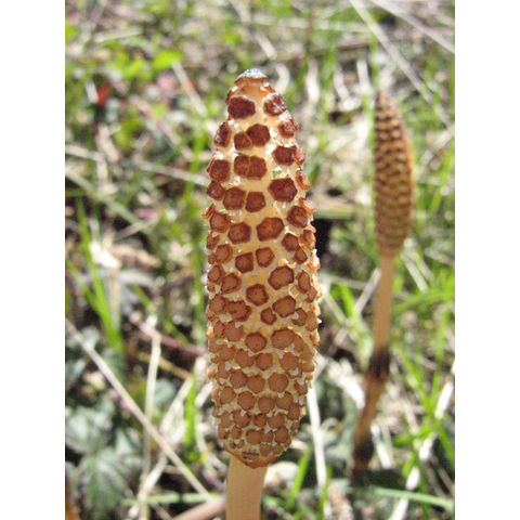 Equisetum majus