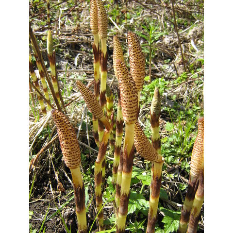 Equisetum majus