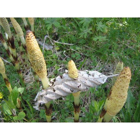 Equisetum majus