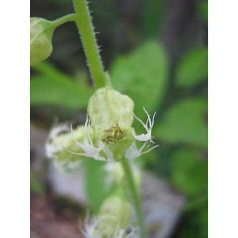 Tellima grandiflora
