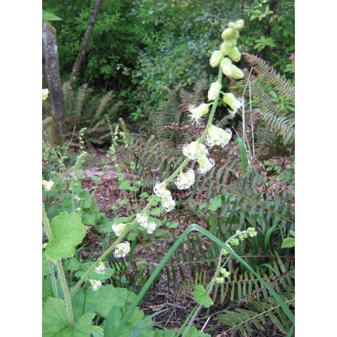 Tellima grandiflora