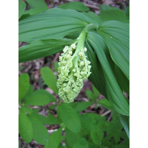 Smilacina racemosa