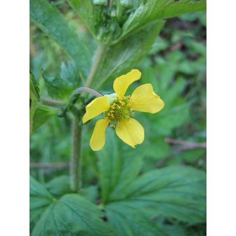 Geum sp.