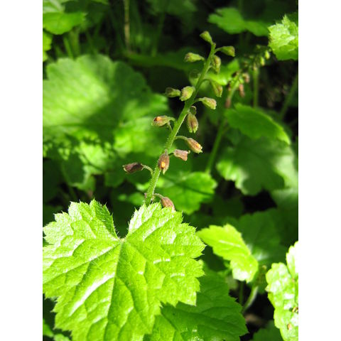 Heuchera sp.