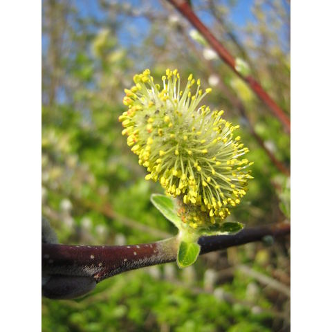 Salix sp.