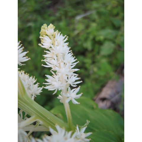 Smilacina racemosa