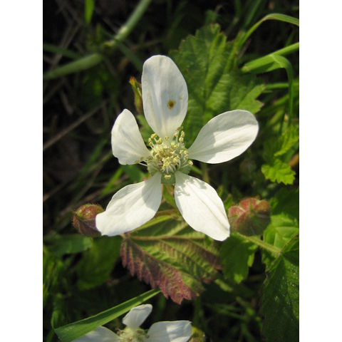 Rubus sp.