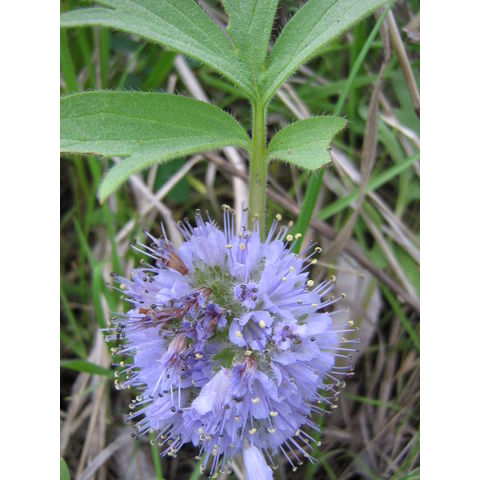 Hydrophyllum capitatum