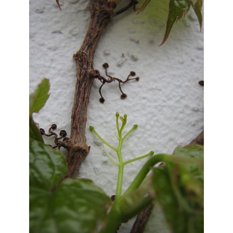 Partenocissus sp.