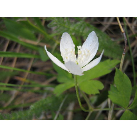 Anemone piperi