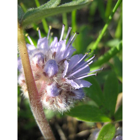 Hydrophyllum capitatum