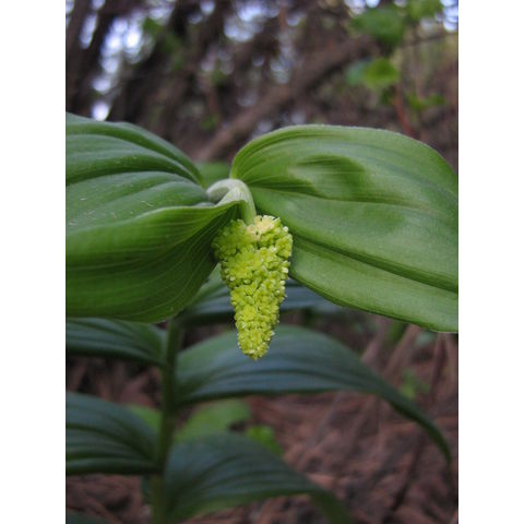Smilacina racemosa