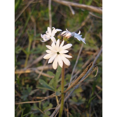 Lithophragma parviflora