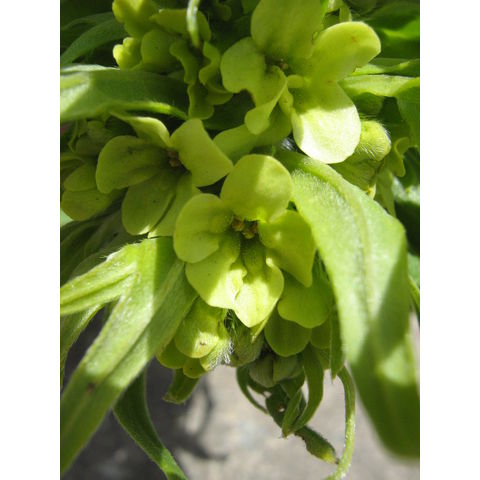 Lithospermum ruderale