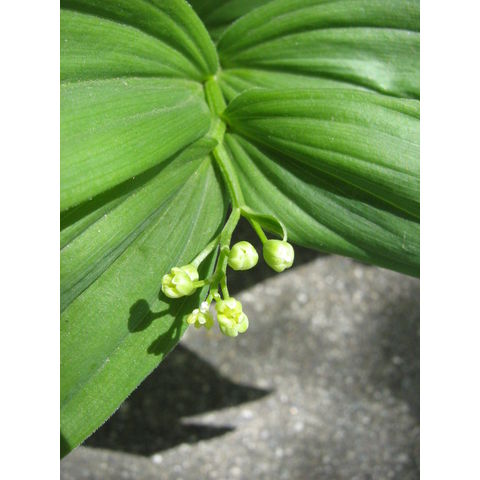 Smilacina stellata