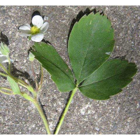 Fragaria virginiana
