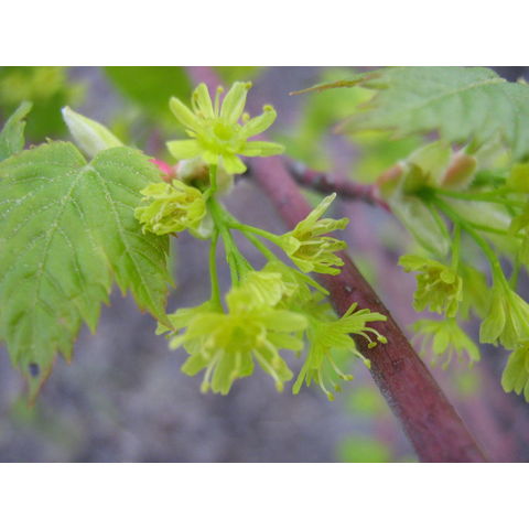 Acer sp.