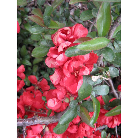 Chaenomeles japonica