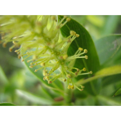 Salix sp.
