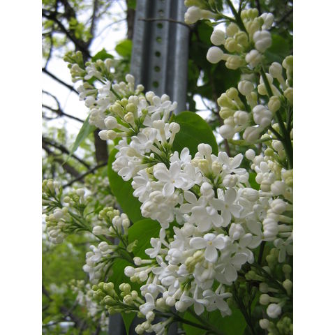 Syringa vulgaris