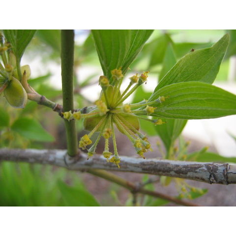 Cornus mas