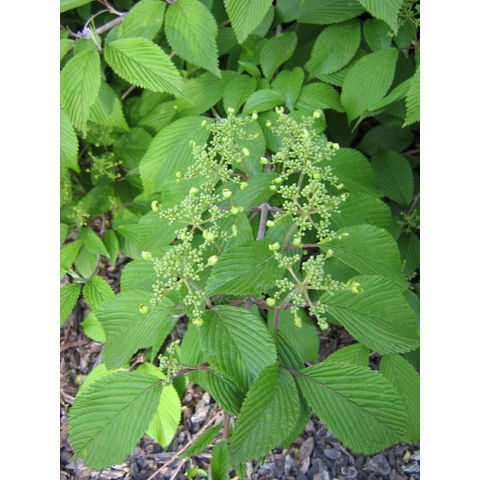 Viburnum sp.
