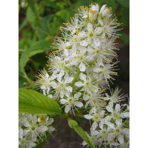 Prunus sp.