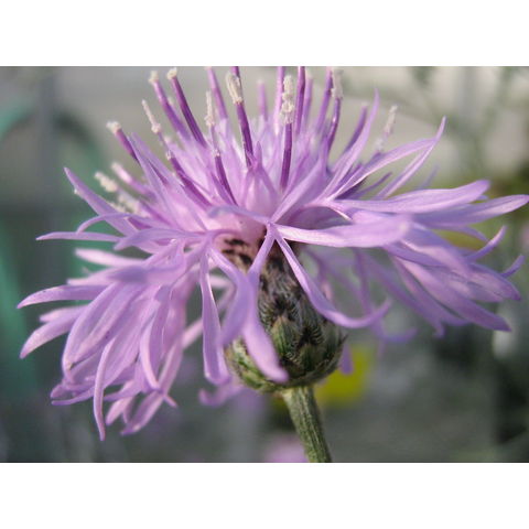 Centaurea maculosa