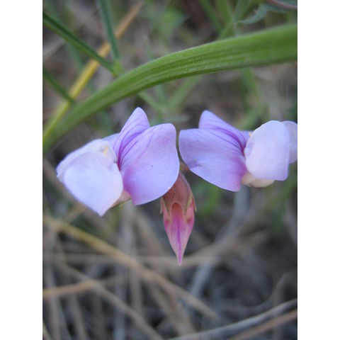 Lathyrus sp.