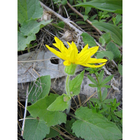 Arnica sp.