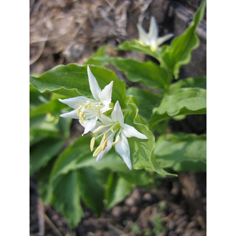 Disporum smithii