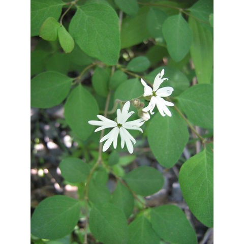 Lithophragma parviflora