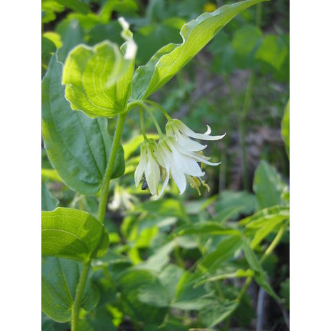 Disporum smithii