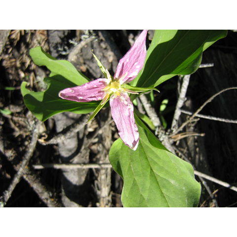 Trillium sp.