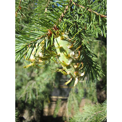 Pseudotsuga menziesi