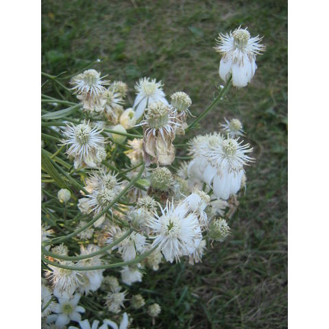 Clematis sp.