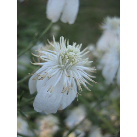 Clematis sp.