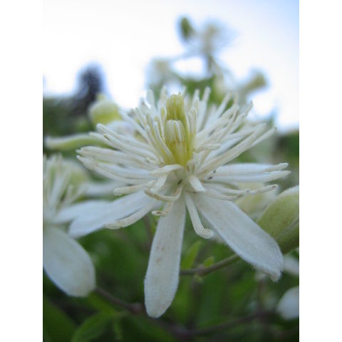 Clematis vitalba