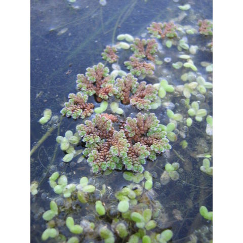 Azolla sp.