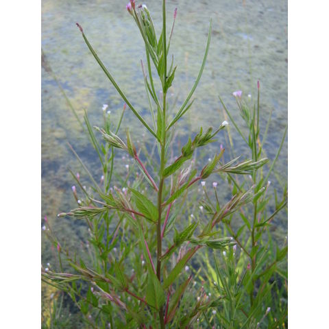 Epilobium sp.
