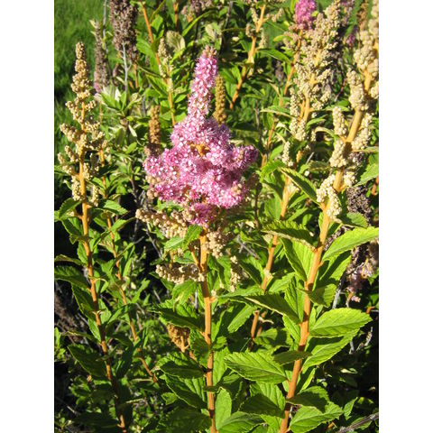 Spiraea douglassii