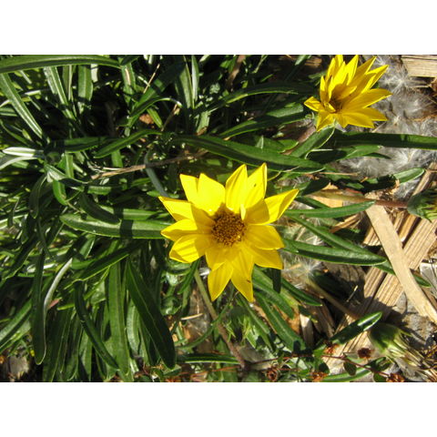Gazania linearis