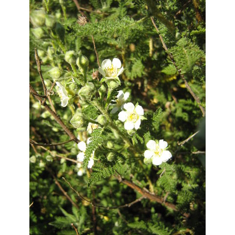 Chamaebatiaria millifolium