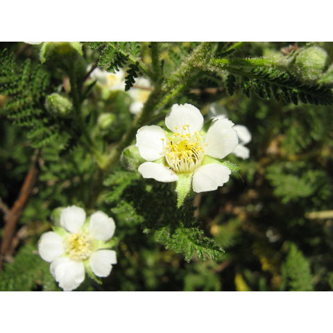 Chamaebatiaria millifolium