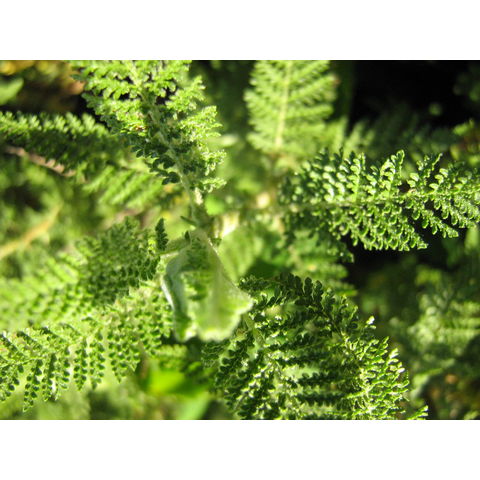 Chamaebatiaria millifolium