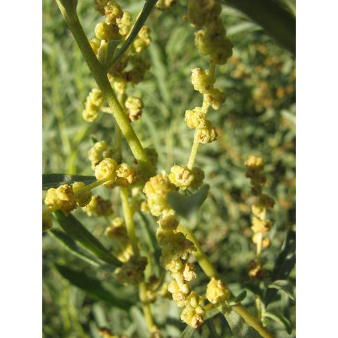 Atriplex canescens