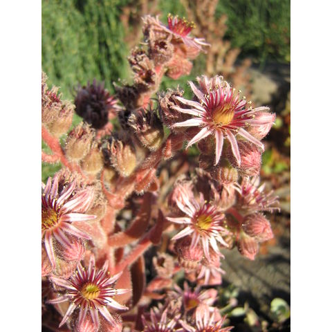 Sempervivum sp.