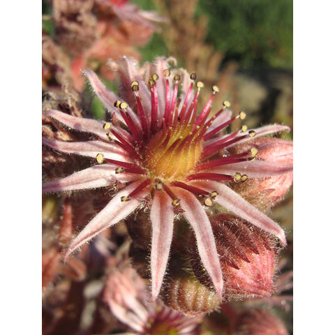 Sempervivum sp.