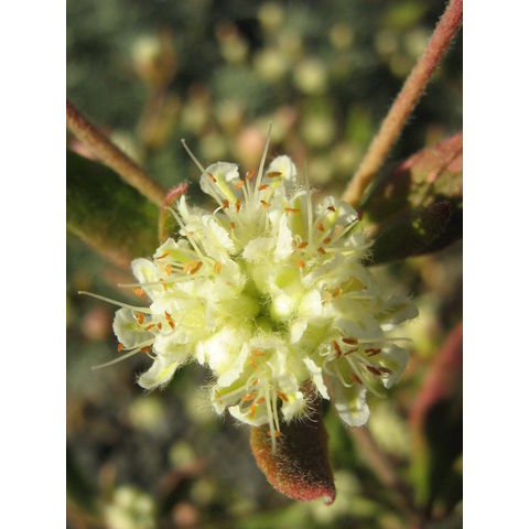 Eriogonum jamesii